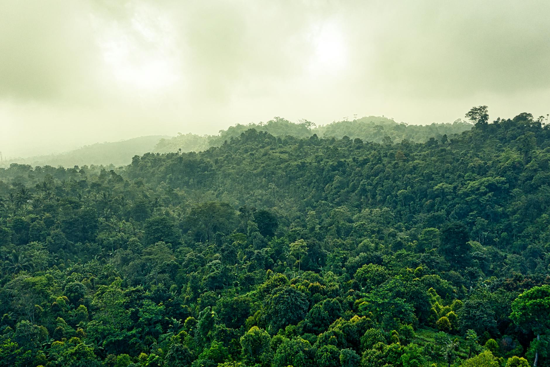 Economia regenerativa: um passo além da sustentabilidade