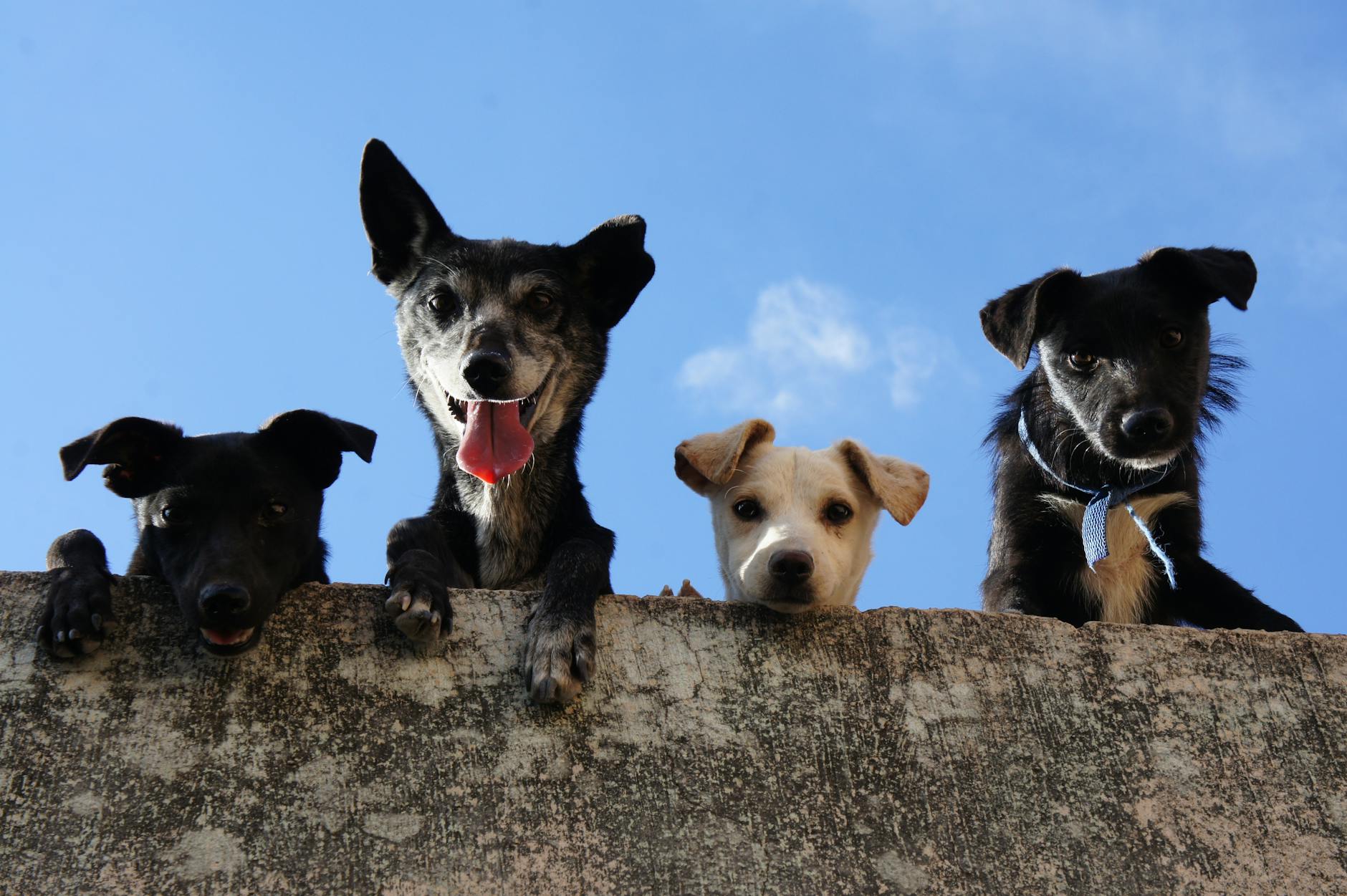 Senado analisa nesta semana anteprojeto que pode mudar os direitos dos animais