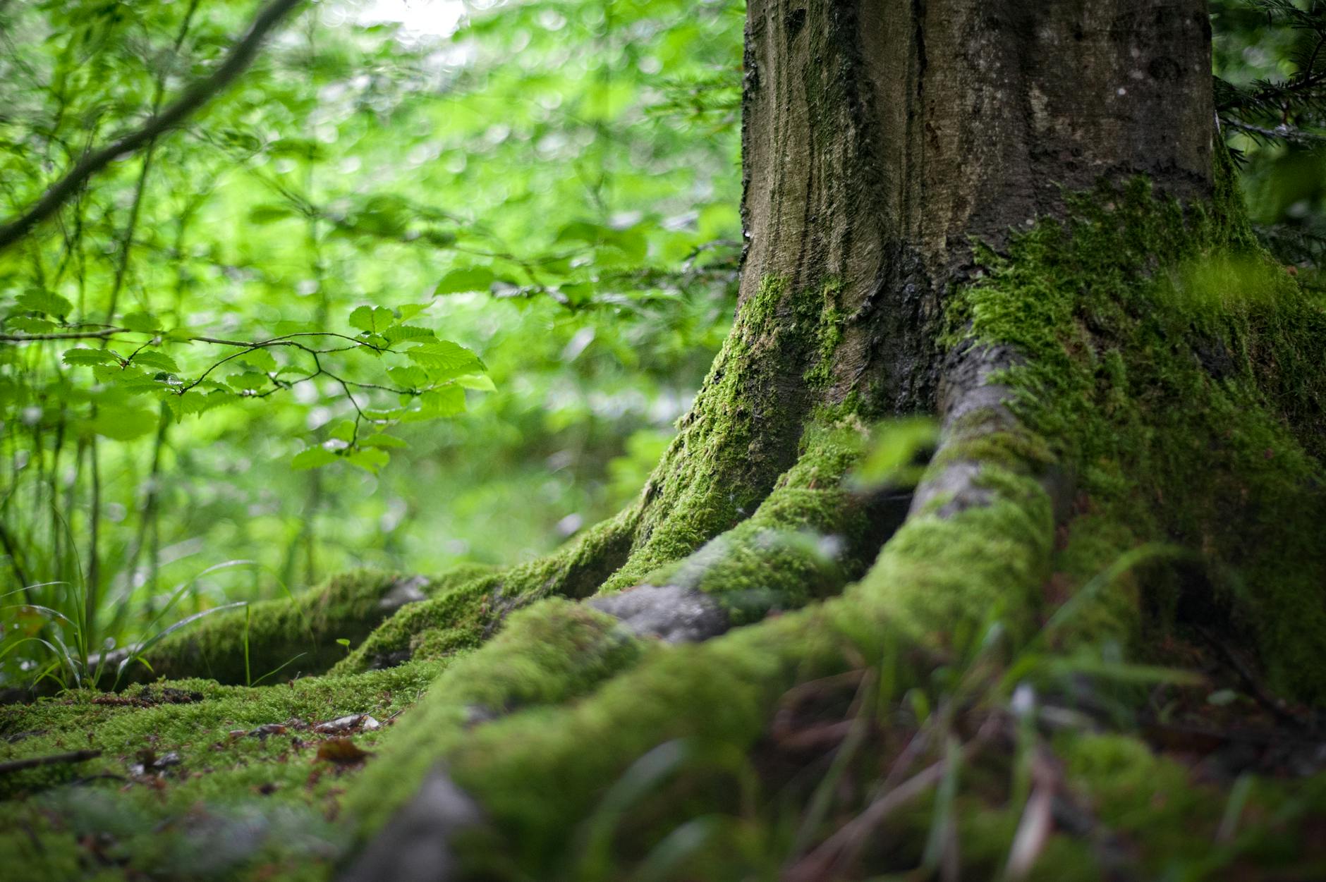 Florestas públicas serão concedidas para gerar crédito de carbono